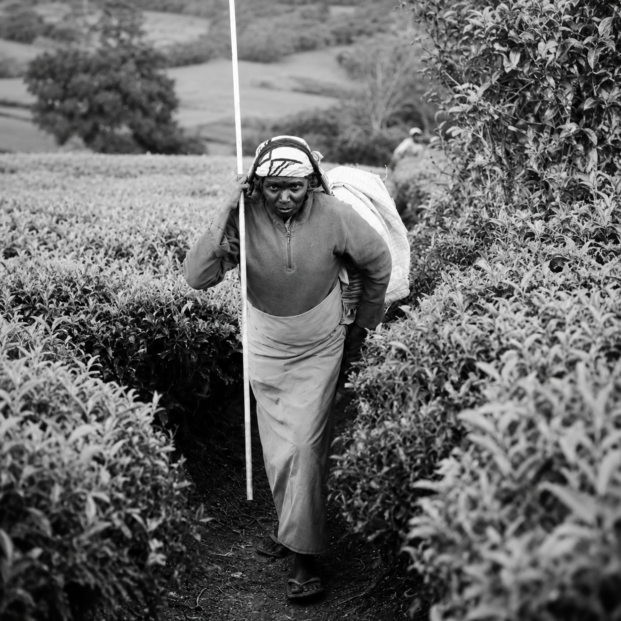 Tea Estates